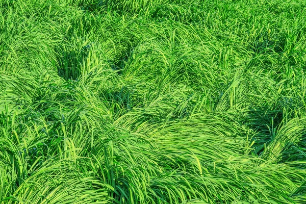 晴れた日に緑の草の背景 — ストック写真