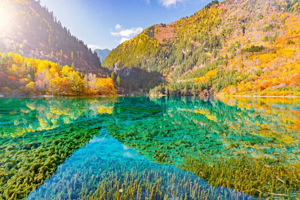 Pięciu Jezioro Kwiat Czasie Jesieni Sunrise Rezerwat Przyrody Jiuzhaigou Park — Zdjęcie stockowe