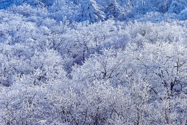 Winterwald Auf Den Bergen Huangshan Nationalpark China — Stockfoto