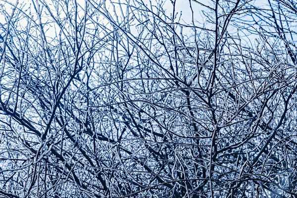 Lód Gałęziach Chłodne Zimowe Wieczory — Zdjęcie stockowe