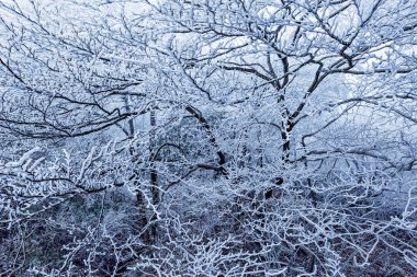 Kış orman dağlarda Huangshan Milli Parkı'nda. Çin.