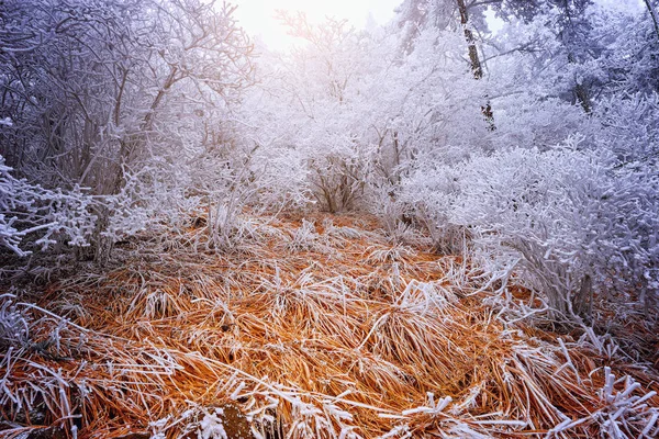 Floresta Inverno Parque Nacional Huangshan China — Fotografia de Stock