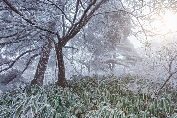 Zima Las Parku Narodowym Huangshan Chiny — Zdjęcie stockowe