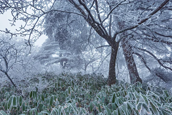 Zimní Les na horách. — Stock fotografie