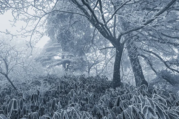 Forêt Hiver Dans Parc National Huangshan Chine — Photo