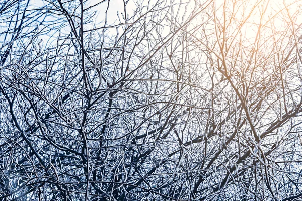 Eis Auf Den Zweigen Kalten Wintertagen — Stockfoto