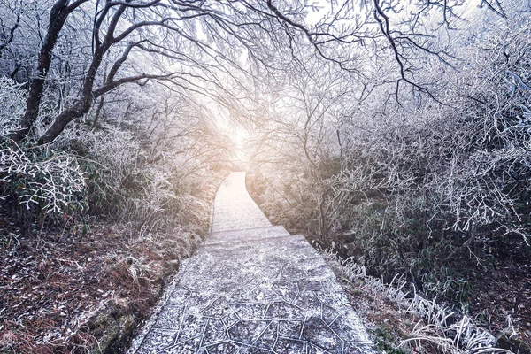 Vue Sur Route Hiver Dans Parc National Huangshan Chine — Photo