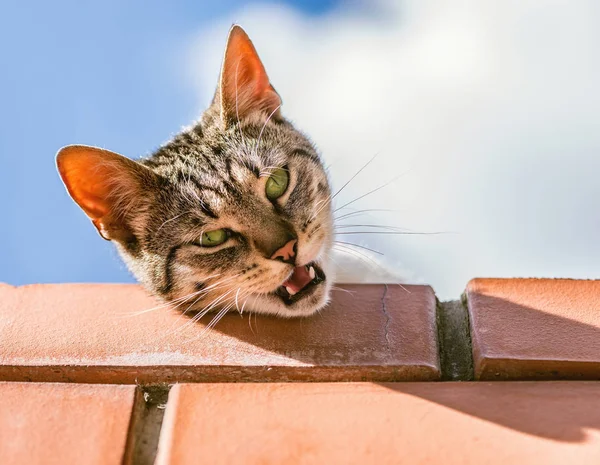 Tuğla Çite Yerli Kedi — Stok fotoğraf