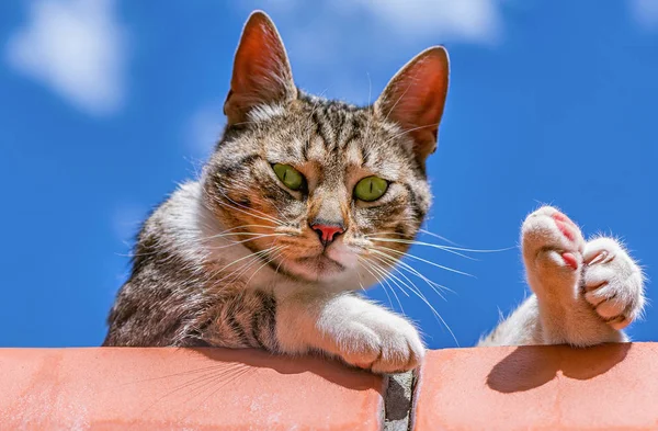 Tuğla Çite Yerli Kedi — Stok fotoğraf