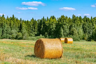 Saman balya. Orman ve gökyüzü ile tarım alanı. Kırsal çiftlik arazi doğada.