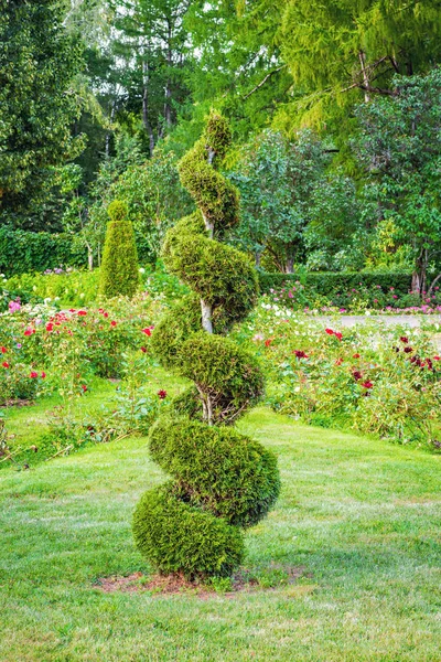 Thuja tree in the garden at evening time.