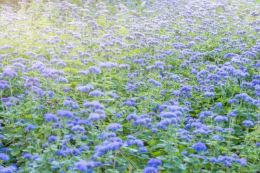 Günbatımı zaman çayır üzerinde mavi çiçekler.