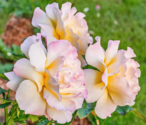 Flores Colores Jardín Atardecer —  Fotos de Stock