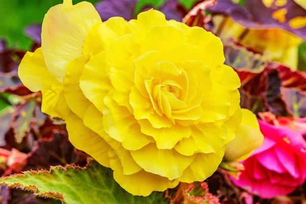 Flor Amarilla Jardín Atardecer —  Fotos de Stock