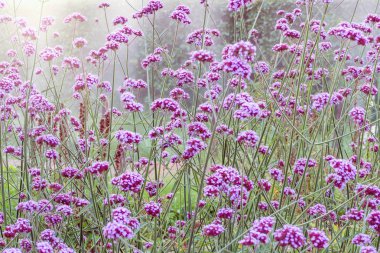 Çayır günbatımı zaman mor çiçekler.
