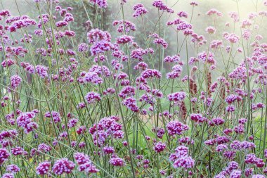 Çayır günbatımı zaman mor çiçekler.
