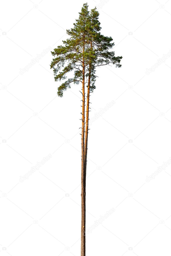 Tall pine tree isolated on a white background