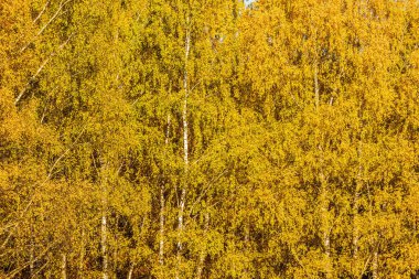 Sonbahar huş ağacı arka plan gün zaman bırakır..