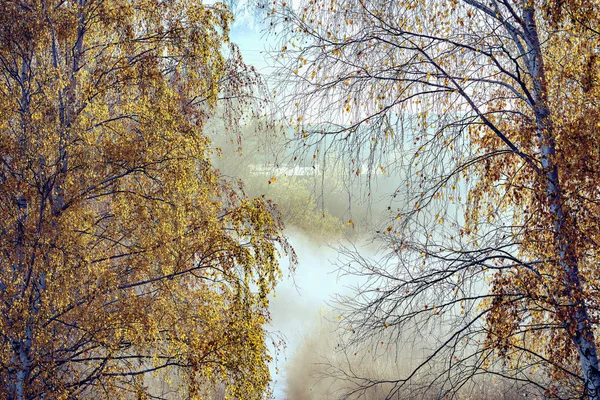 Vracht Rijtuigen Herfst Ochtend Bos Achtergrond — Stockfoto