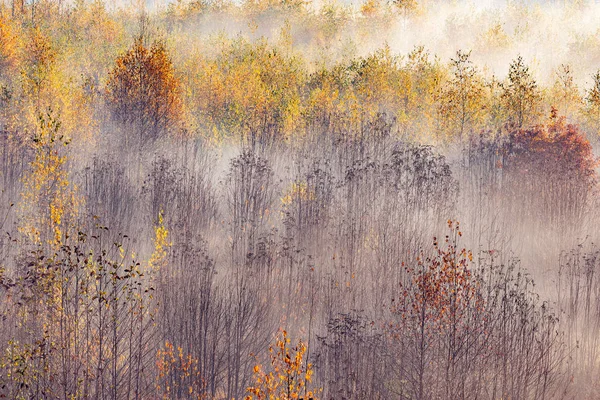 Waldblick Bei Kaltem Nebel Morgen — Stockfoto