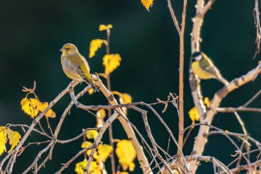 Kuşlar üzerinde sonbahar ağaç dalları gün anda huş ağacı.