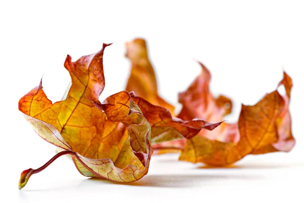 Клен осенью красочные листья изолированы на белом фоне . — стоковое фото