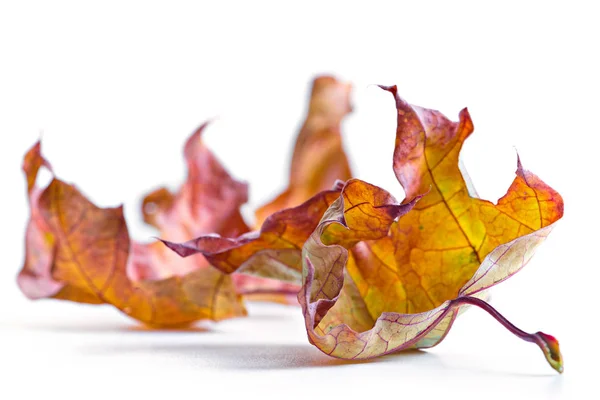 Клен осенью красочные листья изолированы на белом фоне . — стоковое фото