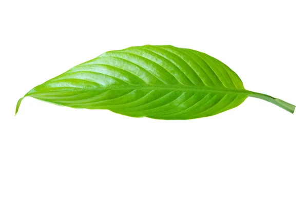 One Green Fresh Leaf Isolated White Background — Stock Photo, Image