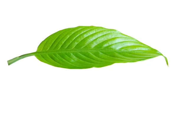 One Green Fresh Leaf Isolated White Background — Stock Photo, Image