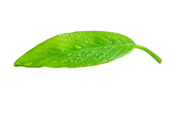 Ein Grünes Frisches Blatt Isoliert Auf Weißem Hintergrund — Stockfoto