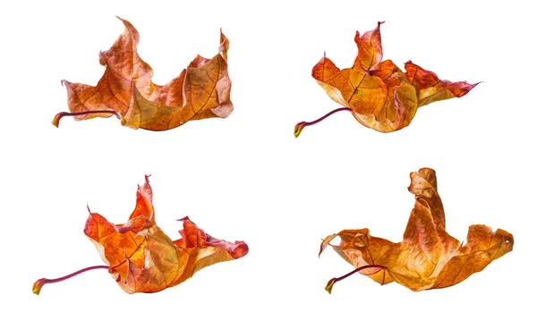 Клен Осенью Красочные Листья Изолированы Белом Фоне — стоковое фото