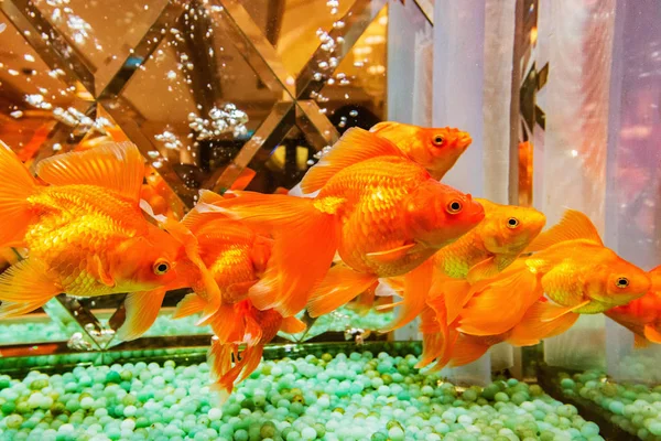 Plusieurs Poissons Dorés Dans Aquarium Hôtel — Photo