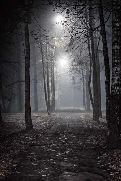 Strada Nel Vecchio Parco Cittadino Durante Notte Autunnale — Foto Stock