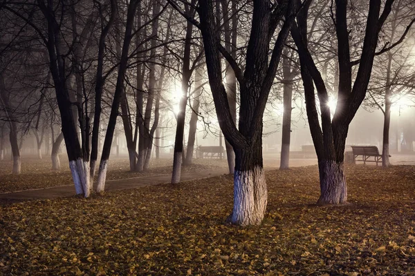 Lavičky v starém městském parku v podzimní noci. — Stock fotografie