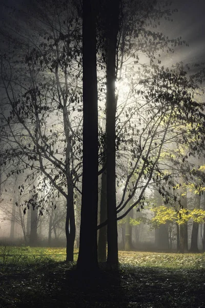 Uitzicht Het Oude Stadspark Herfst Nachttijd — Stockfoto