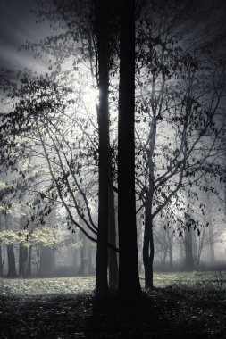 Eski Şehir Parkı sonbahar gece zaman görünümünü.