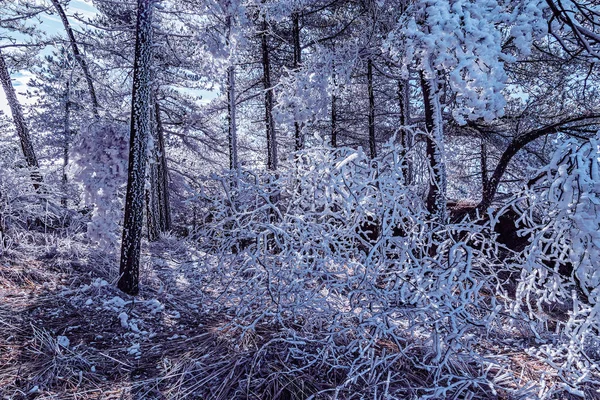 Gefrorener Wald Huangshan Nationalpark China — Stockfoto