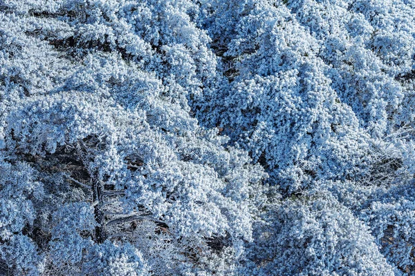 Gefrorene Kiefern Huangshan Nationalpark China — Stockfoto