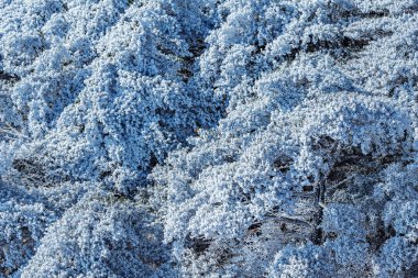 Donmuş çam ağaçları Huangshan Milli Parkı'nda. Çin.