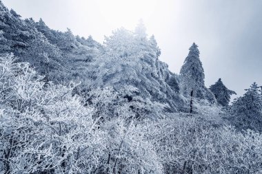 Donmuş orman Huangshan Milli Parkı'nda gün batımında. Çin