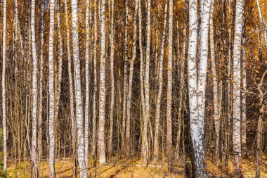 Güneşli bir gün zaman sonbahar orman görünümünü.