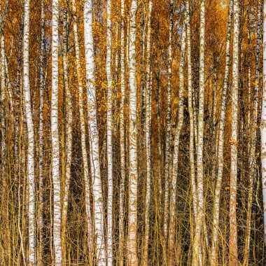 Güneşli bir gün zaman sonbahar orman görünümünü.