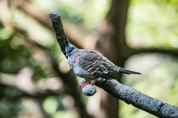 熱帯雨林の木の枝に鳥 — ストック写真
