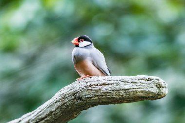 Tropikal ormanda ağaç dalı kuş.