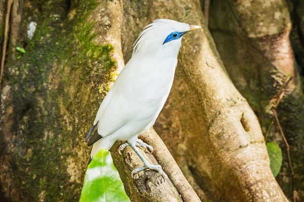 热带森林树枝上的鸟 — 图库照片