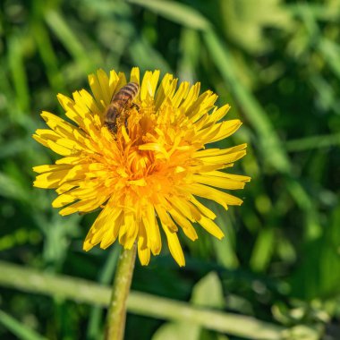Güneşli bir gün, karahindiba çiçek arıya.