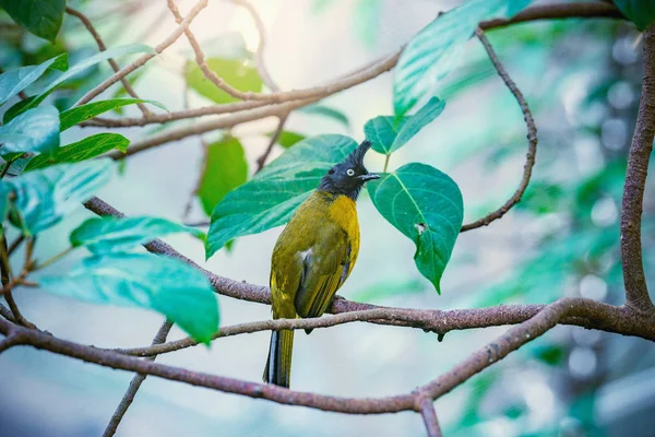 Bird Tree Branch Tropical Forest — Stock Photo, Image