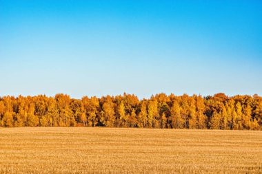 Çayır tarafından orman sonbahar görünümü.