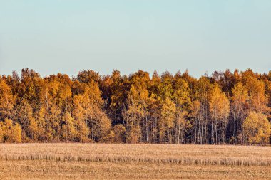 Çayır tarafından orman sonbahar görünümü.