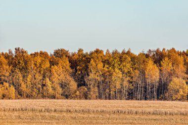 Çayır tarafından orman sonbahar görünümü.